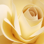 medium paper rose